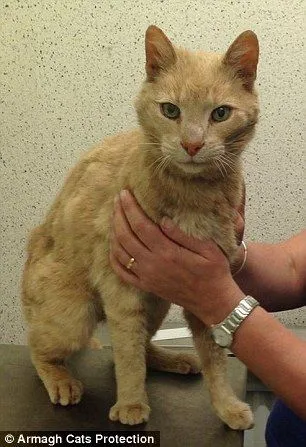 Kisah Kucing Misterius yang Hilang di Australia dan Ditemukan di Irlandia Utara! 9