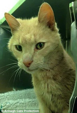 Kisah Kucing Misterius yang Hilang di Australia dan Ditemukan di Irlandia Utara! 11