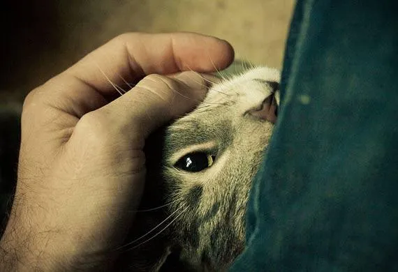 6 Alasan Mengapa Kucing Adalah Hewan Peliharaan yang Bisa Selalu Membuatmu Bahagia 7