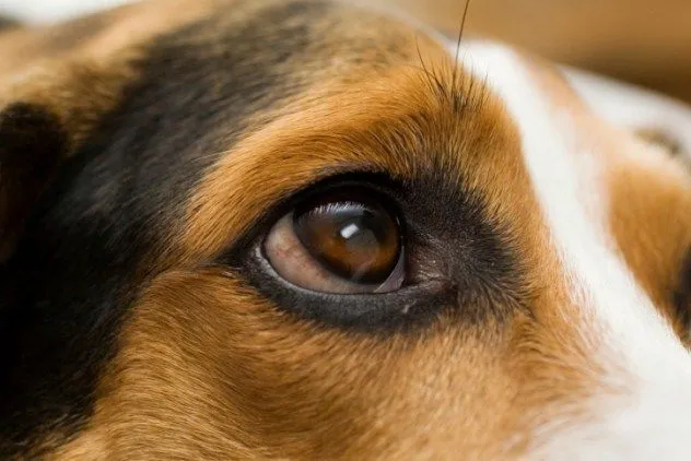 20 Kisah Nyata Ini Akan Meyakinkan Kamu Bahwa Anjing Memang Teman yang Setia 32