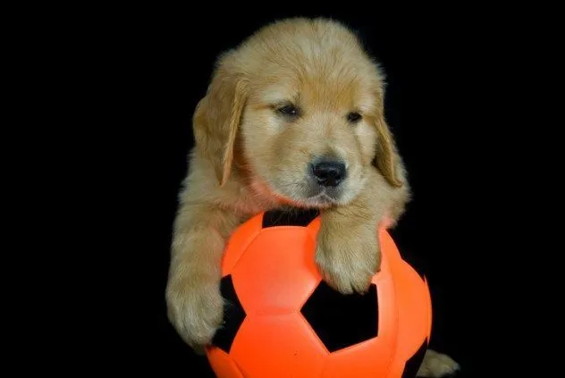 20 Kisah Nyata Ini Akan Meyakinkan Kamu Bahwa Anjing Memang Teman yang Setia 36