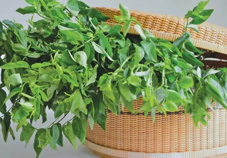 Nggak Hanya Untuk Orang Tua, Manfaat Dari 6 Jamu Ini Juga Perlu Dirasakan Anak Muda 12