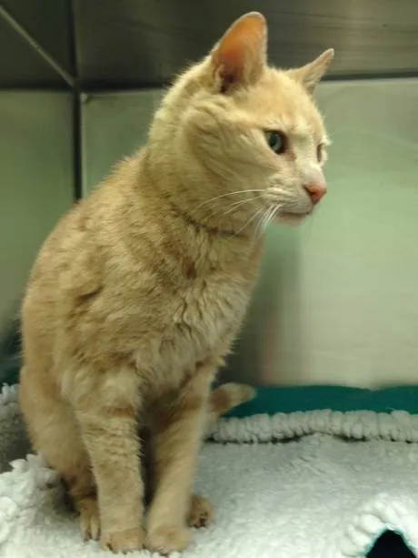 Kisah Kucing Misterius yang Hilang di Australia dan Ditemukan di Irlandia Utara! 10