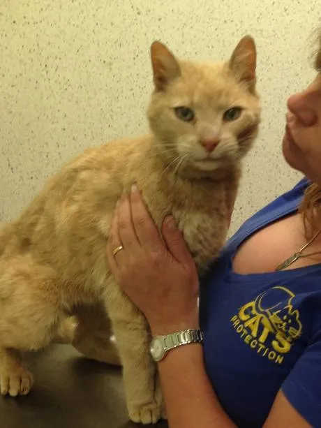 Kisah Kucing Misterius yang Hilang di Australia dan Ditemukan di Irlandia Utara! 8