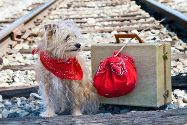 20 Kisah Nyata Ini Akan Meyakinkan Kamu Bahwa Anjing Memang Teman yang Setia 31