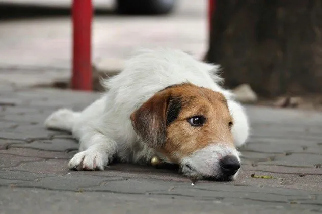 20 Kisah Nyata Ini Akan Meyakinkan Kamu Bahwa Anjing Memang Teman yang Setia 38