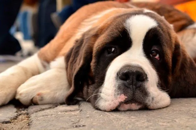 20 Kisah Nyata Ini Akan Meyakinkan Kamu Bahwa Anjing Memang Teman yang Setia 30