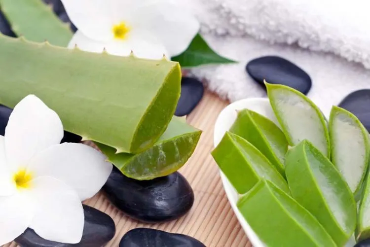 9 Bahan Alami Ini Punya Khasiat Mujarab yang Membuat Wajahmu Selalu Oil-Free 17