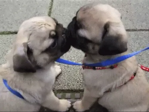 20 Kisah Nyata Ini Akan Meyakinkan Kamu Bahwa Anjing Memang Teman yang Setia 26
