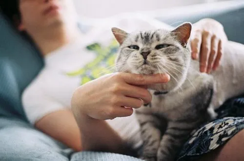 Hal-hal Unik yang Kamu Rasakan Ketika Pacaran Sama Pecinta Kucing 11