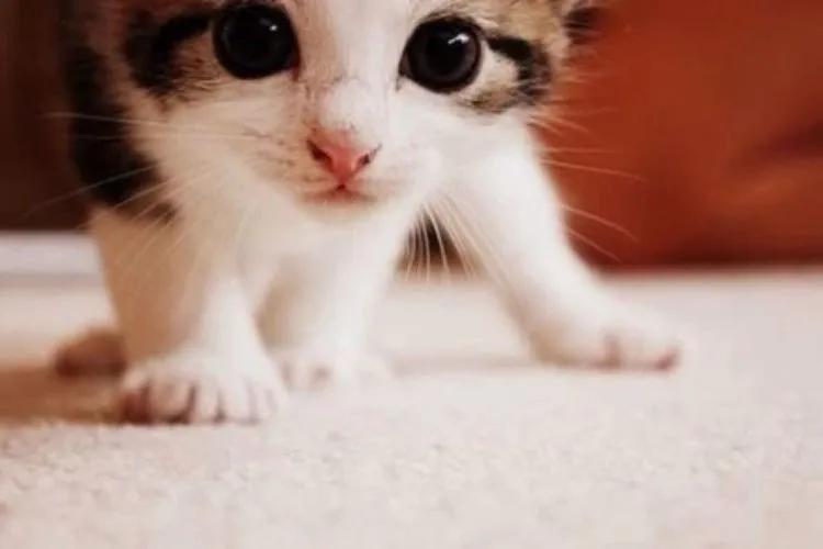 6 Alasan Mengapa Kucing Adalah Hewan Peliharaan yang Bisa Selalu Membuatmu Bahagia 8