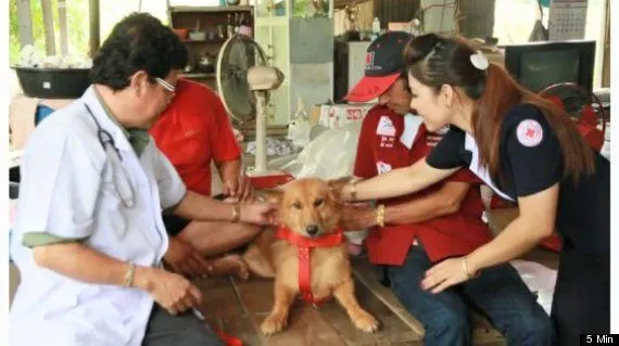 20 Kisah Nyata Ini Akan Meyakinkan Kamu Bahwa Anjing Memang Teman yang Setia 45