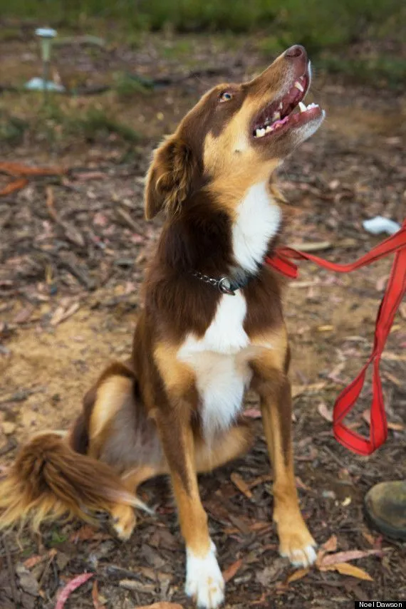 20 Kisah Nyata Ini Akan Meyakinkan Kamu Bahwa Anjing Memang Teman yang Setia 44