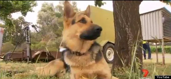 20 Kisah Nyata Ini Akan Meyakinkan Kamu Bahwa Anjing Memang Teman yang Setia 42