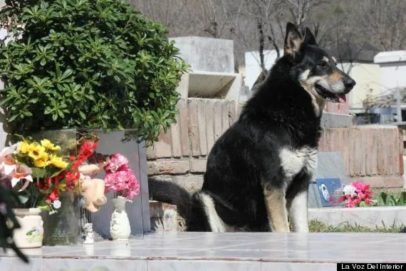 20 Kisah Nyata Ini Akan Meyakinkan Kamu Bahwa Anjing Memang Teman yang Setia 48
