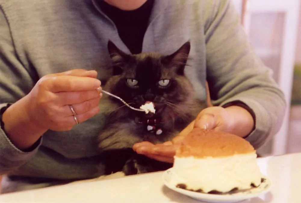 10 Perbedaan Paling Jelas Antara Kamu yang Sayang Anjing dan Kamu yang Lebih Suka Kucing 16