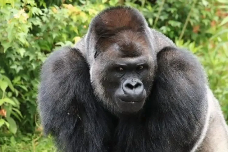 Sudah Saatnya Kamu Beralih dari GGS ke GGG: Ganteng-Ganteng Gorilla 5