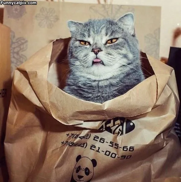 25 Kucing Super Imut yang Dijamin Akan Menghibur Perjalanan Mudik Kamu 46