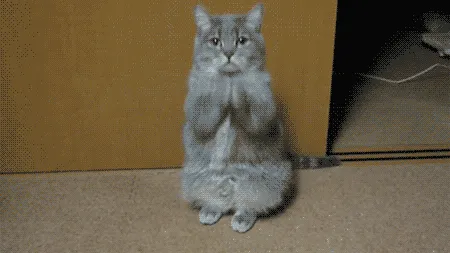 25 Kucing Super Imut yang Dijamin Akan Menghibur Perjalanan Mudik Kamu 40