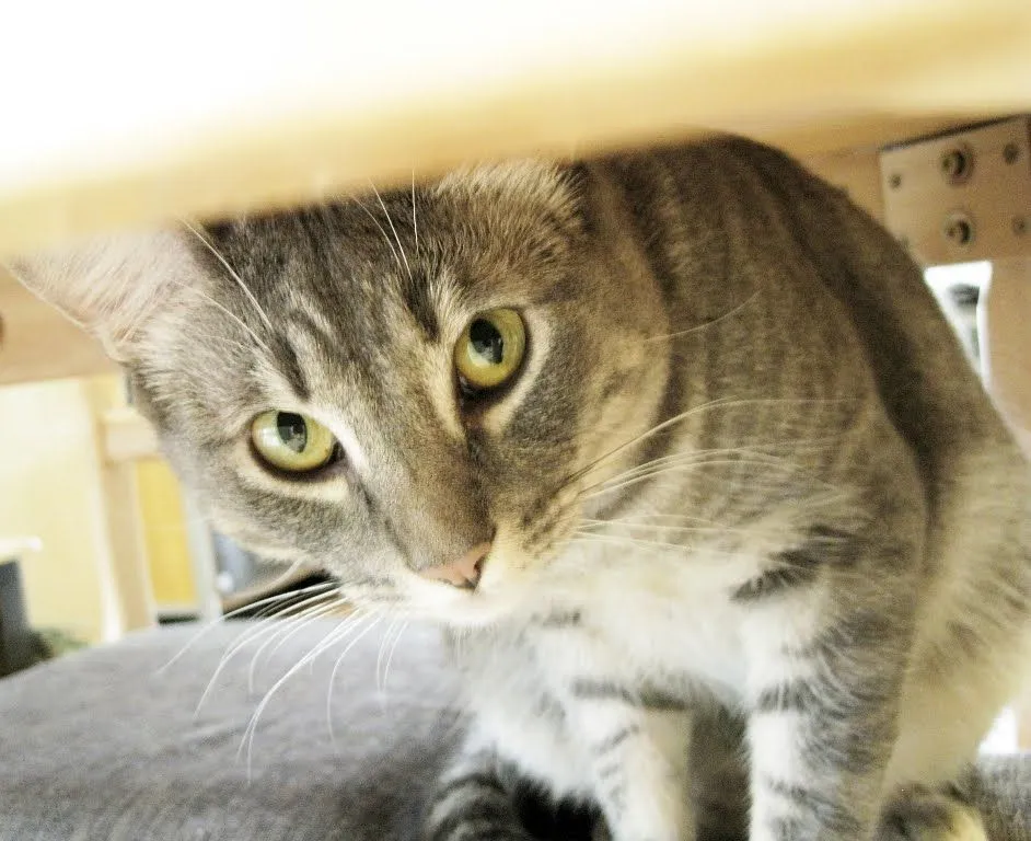 10 Perbedaan Paling Jelas Antara Kamu yang Sayang Anjing dan Kamu yang Lebih Suka Kucing 17