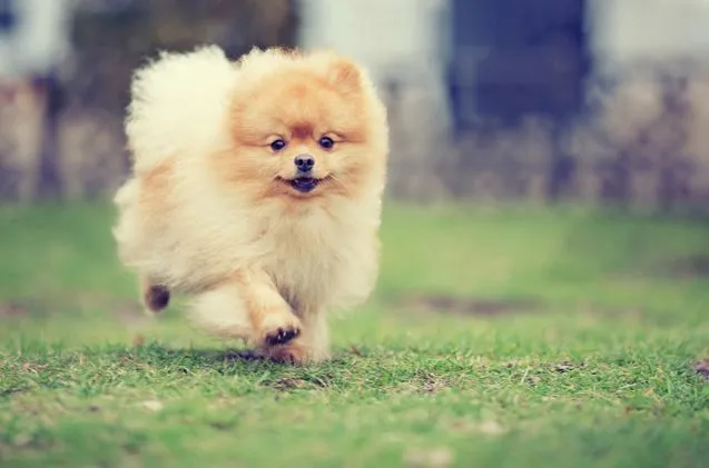 10 Perbedaan Paling Jelas Antara Kamu yang Sayang Anjing dan Kamu yang Lebih Suka Kucing 11