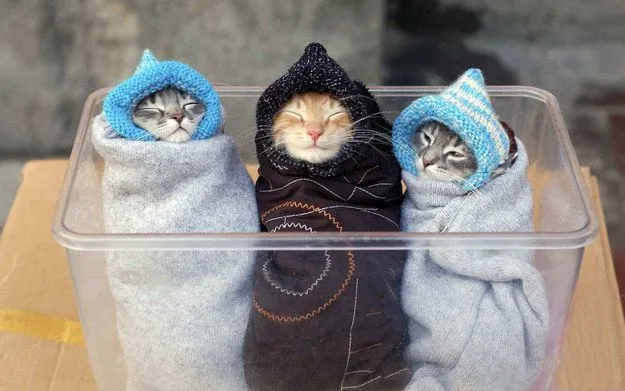 25 Kucing Super Imut yang Dijamin Akan Menghibur Perjalanan Mudik Kamu 26
