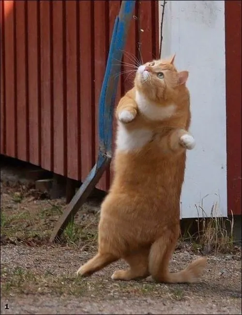 25 Kucing Super Imut yang Dijamin Akan Menghibur Perjalanan Mudik Kamu 35