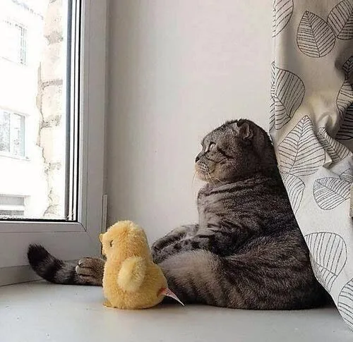 25 Kucing Super Imut yang Dijamin Akan Menghibur Perjalanan Mudik Kamu 32