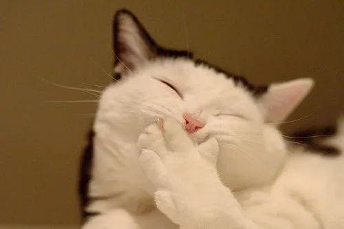 25 Kucing Super Imut yang Dijamin Akan Menghibur Perjalanan Mudik Kamu 49