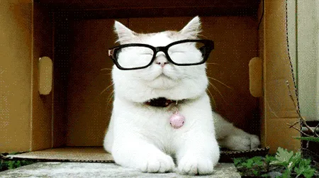 25 Kucing Super Imut yang Dijamin Akan Menghibur Perjalanan Mudik Kamu 30
