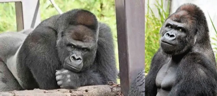 Sudah Saatnya Kamu Beralih dari GGS ke GGG: Ganteng-Ganteng Gorilla 6
