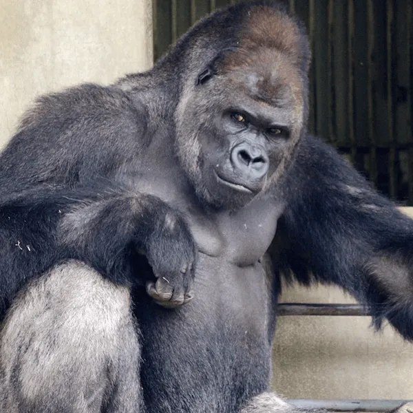 Sudah Saatnya Kamu Beralih dari GGS ke GGG: Ganteng-Ganteng Gorilla 7
