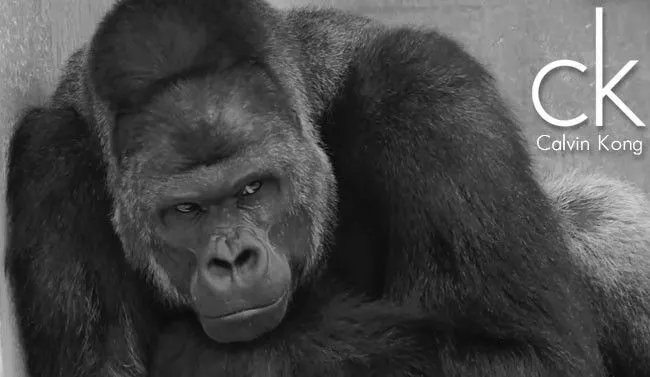 Sudah Saatnya Kamu Beralih dari GGS ke GGG: Ganteng-Ganteng Gorilla 8