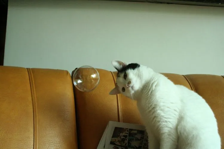 10 Perbedaan Paling Jelas Antara Kamu yang Sayang Anjing dan Kamu yang Lebih Suka Kucing 14