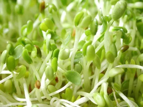 Girang hati ini jikalau segenggam kacang hijau sukses jadi segerombolan tauge