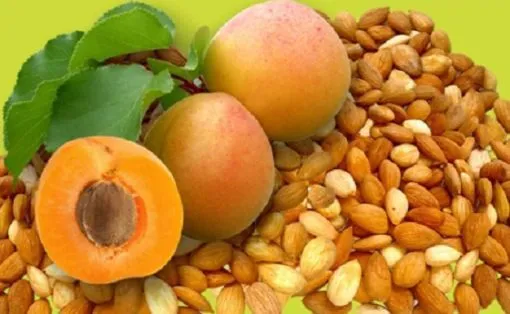 Apricot