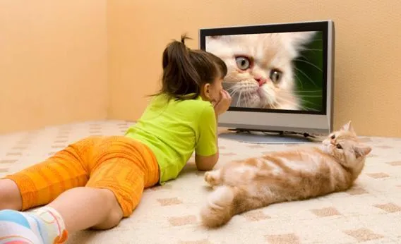 9 Ekspektasi vs Kenyataan yang Harus Dihadapi Oleh Pecinta Kucing 32