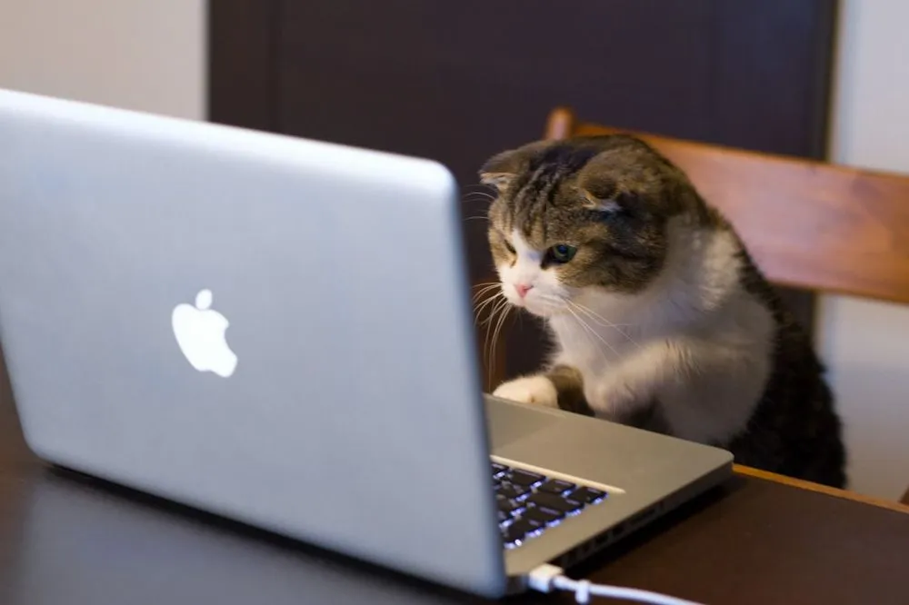 9 Ekspektasi vs Kenyataan yang Harus Dihadapi Oleh Pecinta Kucing