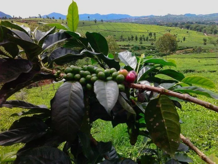 Dari Aceh Sampai Papua, Inilah Surga-surga Kopi yang Layak Kamu Kunjungi (Pecinta Kopi Wajib Baca!) 14