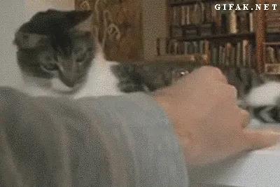 9 Ekspektasi vs Kenyataan yang Harus Dihadapi Oleh Pecinta Kucing 25