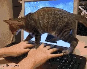 9 Ekspektasi vs Kenyataan yang Harus Dihadapi Oleh Pecinta Kucing 29