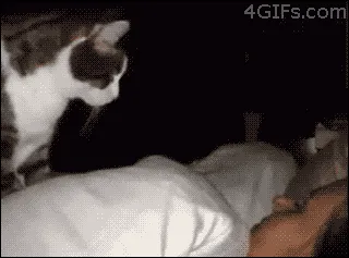 9 Ekspektasi vs Kenyataan yang Harus Dihadapi Oleh Pecinta Kucing 23