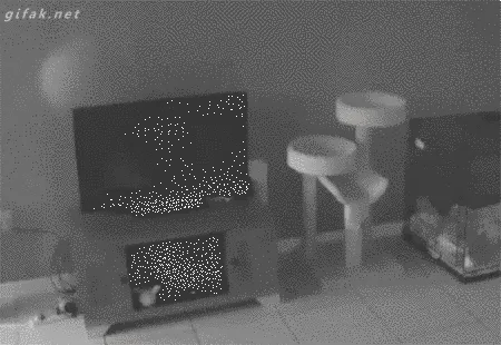 9 Ekspektasi vs Kenyataan yang Harus Dihadapi Oleh Pecinta Kucing 33