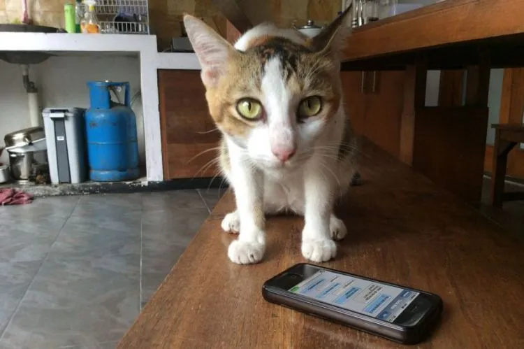 9 Ekspektasi vs Kenyataan yang Harus Dihadapi Oleh Pecinta Kucing 24