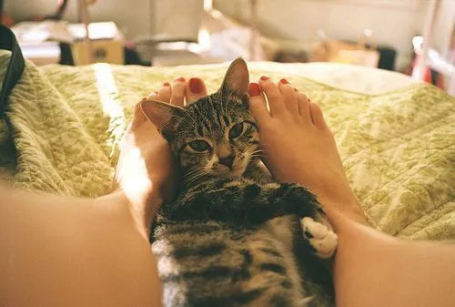 Surat Terbuka untuk Pus, Kucing Kesayangan yang Takkan Pernah Bisa Kumarahi 4