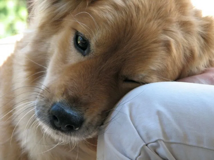 Bukan Sekadar Hewan Peliharaan. Seperti Seorang Teman, Anjing Pun Layak Mendapat Penghargaan 9
