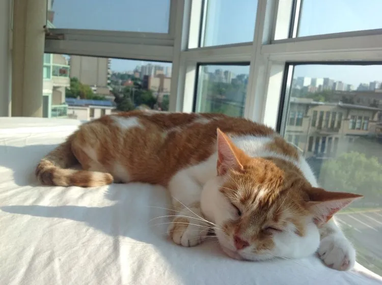 9 Ekspektasi vs Kenyataan yang Harus Dihadapi Oleh Pecinta Kucing 22