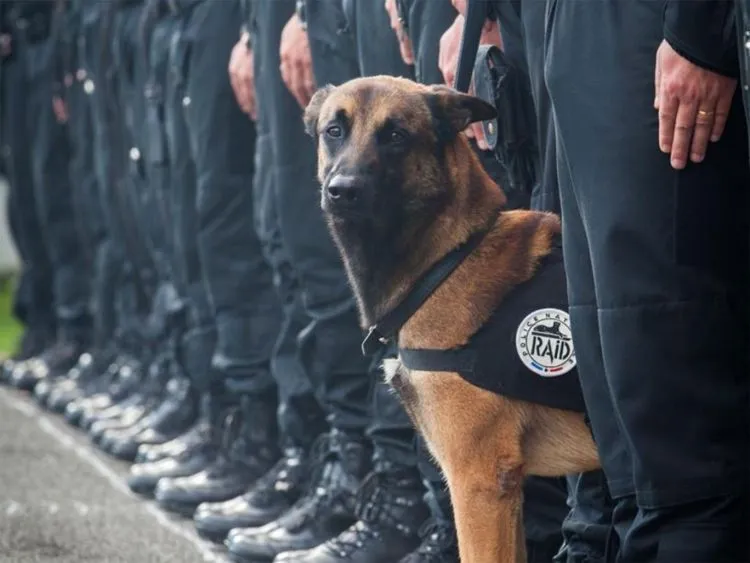 Kamu Boleh Menganggap Anjing Itu Najis Atau Haram. Tapi, Tak Perlulah Harus Kejam.... 6