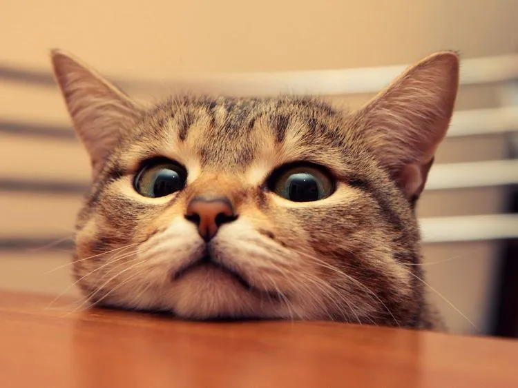 Tiap Hari Tidur Sama Kucing Atau Anjingmu? Imut Sih, Tapi Baca Dulu Bahayanya di Sini! 8