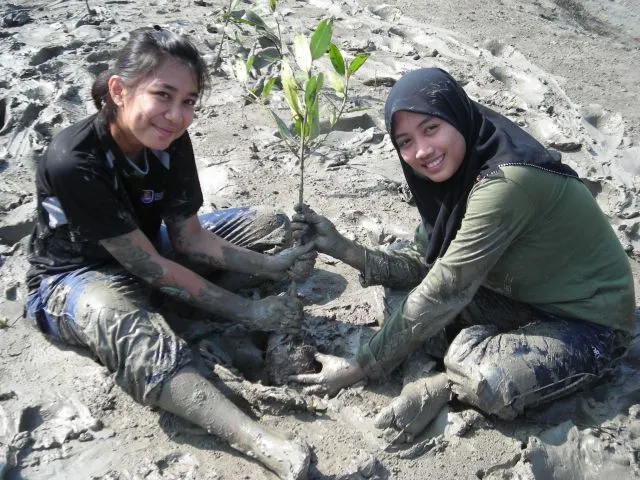 Mangrove Replant GEC